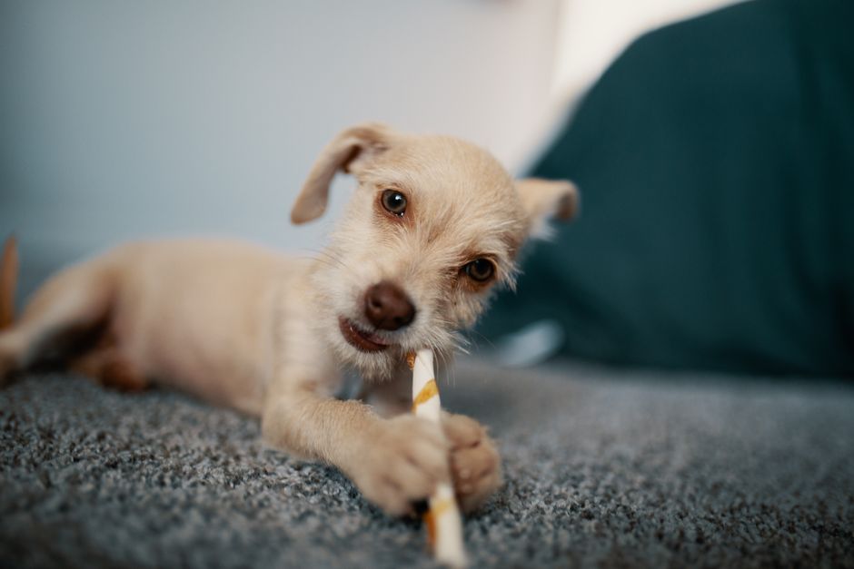 produtos para pets importados