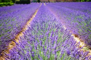 L'Occitane Importada