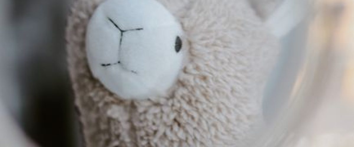 squishmallow importado