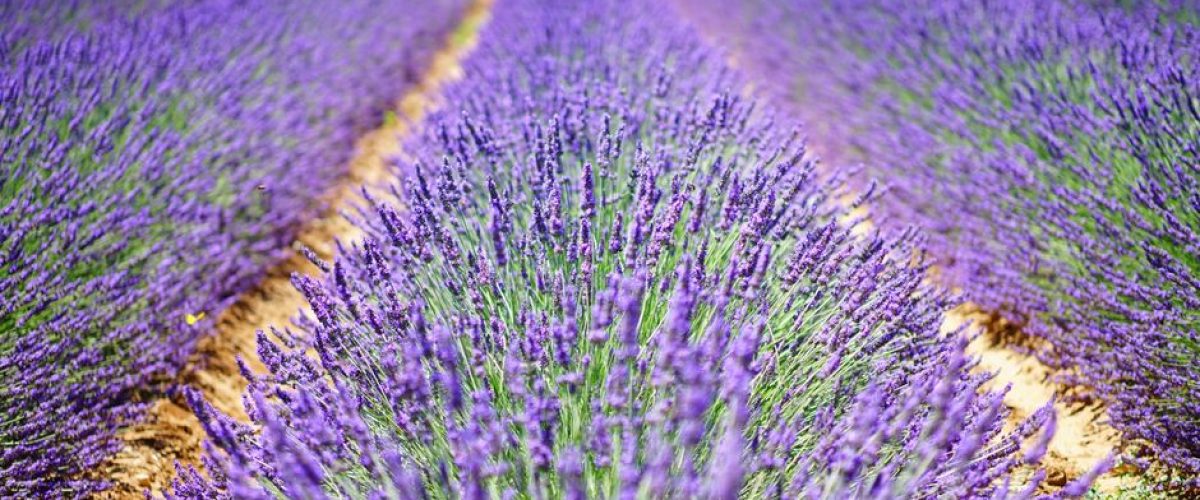 L'Occitane Importada